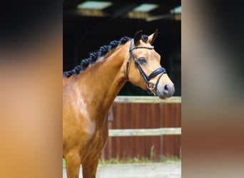 Galés-PB, Yegua, 5 años, 137 cm, Buckskin/Bayo