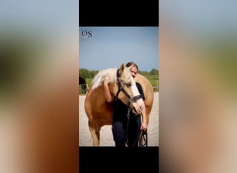 Galés-PB, Yegua, 5 años, 145 cm, Palomino