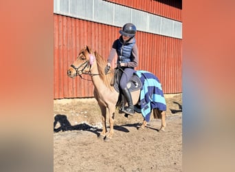 Galés-PB, Yegua, 6 años, 110 cm, Alazán-tostado