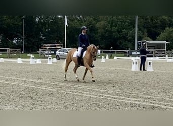 Galés-PB, Yegua, 6 años, Palomino