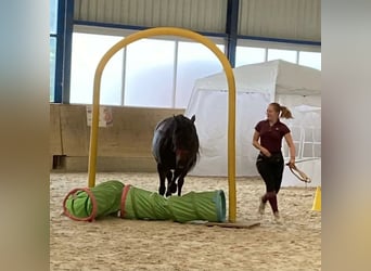 Galés-PB, Yegua, 7 años, 150 cm, Castaño oscuro