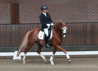 Galés-PB, Yegua, Potro (04/2026), 147 cm, Palomino