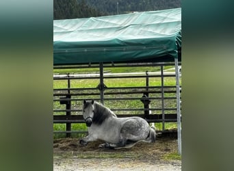 Galiceno Pony, Mare, 8 years, 13,2 hh, Grey