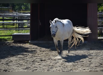Galiceno Pony, Mare, 8 years, 13,2 hh, Grey