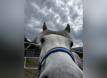 Galiceno Pony, Mare, 8 years, 13,2 hh, Grey