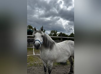 Galiceno Pony, Mare, 8 years, 13,2 hh, Grey
