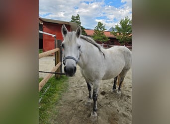 Galiceno Pony, Mare, 9 years, 13.2 hh, Grey