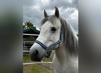 Galiceno Pony, Mare, 9 years, 13,2 hh, Grey