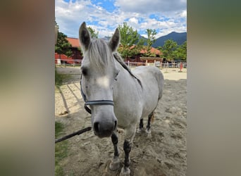 Galiceno Pony, Merrie, 9 Jaar, 140 cm, Schimmel