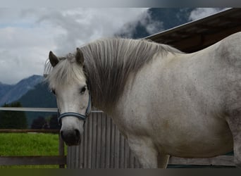 Galiceno Pony, Stute, 9 Jahre, 140 cm, Schimmel