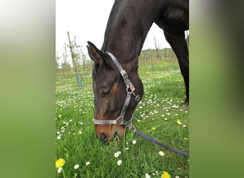 Gamla Württemberg (Westfalisk häst) Blandning, Valack, 3 år, 163 cm, Mörkbrun