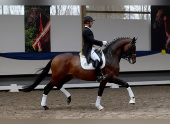 Koń trakeński, Ogier, 8 lat, 172 cm, Gniada