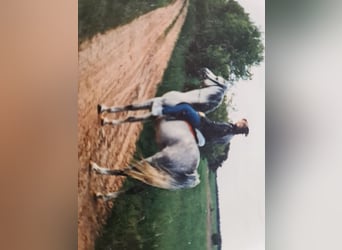 Gelände- und ehemalige Jagdreiterin sucht Reitbeteiligung