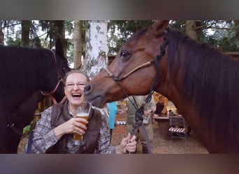 Gelände- und Jagdreiterin sucht Reitbeteiligung 