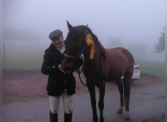 Gelände- und Jagdreiterin sucht Reitbeteiligung 