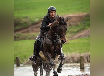Gelände- und Jagdreiterin sucht Reitbeteiligung 
