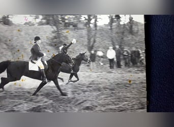 Gelände- und Jagdreiterin sucht Reitbeteiligung 