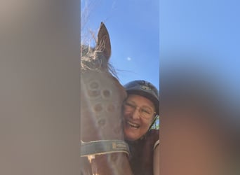 Gelände- und Jagdreiterin sucht Reitbeteiligung 