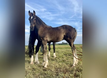 Gelderländare, Hingst, Föl (05/2024), 170 cm, Svart