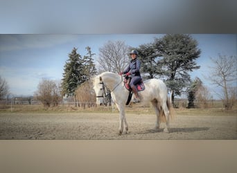 Gelderländare, Sto, 14 år, 173 cm, Grå