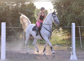 Gelderländare, Sto, 14 år, 173 cm, Grå