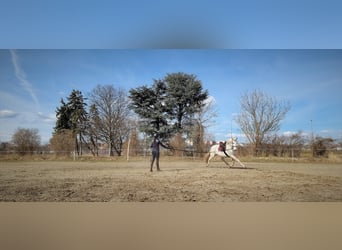 Gelderländare, Sto, 14 år, 173 cm, Grå