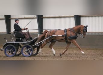 Gelderländare, Valack, 14 år, 169 cm, fux