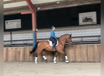 Gelderländare, Valack, 6 år, 170 cm, Brun