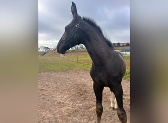 Gelderländer, Hengst, 1 Jahr