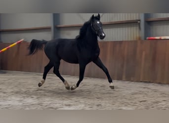 Gelderländer, Hengst, 3 Jahre, 169 cm, Rappe