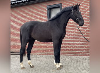 Gelderländer, Hengst, 3 Jahre, 169 cm, Rappe