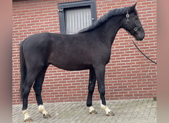 Gelderländer, Hengst, 3 Jahre, 169 cm, Rappe