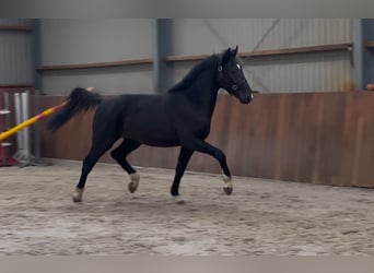 Gelderländer, Hengst, 3 Jahre, 169 cm, Rappe