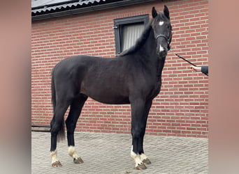 Gelderländer, Hengst, 3 Jahre, 169 cm, Rappe