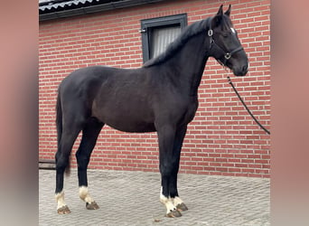 Gelderländer, Hengst, 3 Jahre, 169 cm, Rappe