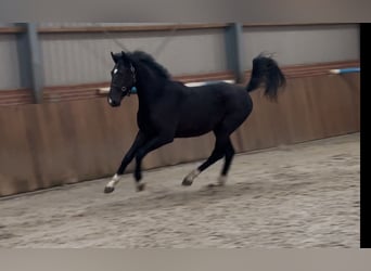 Gelderländer, Hengst, 3 Jahre, 169 cm, Rappe