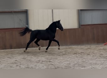 Gelderländer, Hengst, 3 Jahre, 169 cm, Rappe