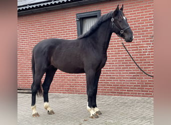 Gelderländer, Hengst, 3 Jahre, 169 cm, Rappe