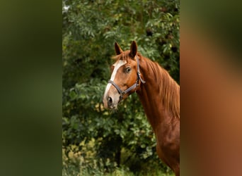 Gelderländer, Hengst, 3 Jahre, 170 cm, Fuchs
