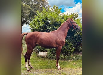 Gelderländer, Hengst, 3 Jahre, 170 cm, Fuchs