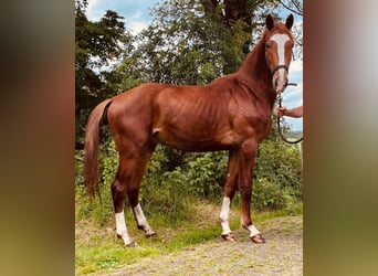 Gelderländer, Hengst, 3 Jahre, 170 cm, Fuchs