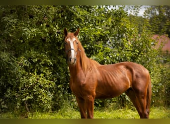 Gelderländer, Hengst, 3 Jahre, 170 cm, Fuchs