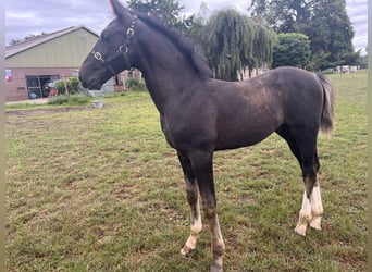 Gelderländer, Hengst, Fohlen (05/2025), Schwarzbrauner