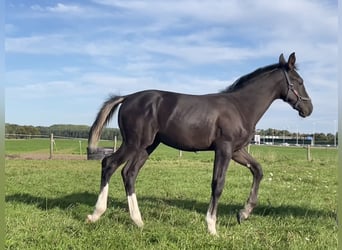 Gelderländer, Hengst, Fohlen (06/2025), Schwarzbrauner