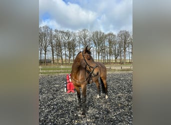 Gelderländer, Klacz, 15 lat, 172 cm, Gniada