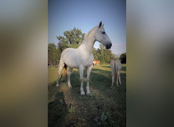 Gelderländer, Klacz, 15 lat, 173 cm, Siwa