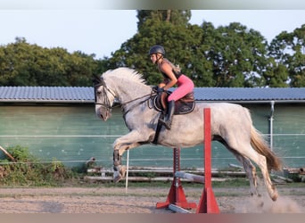 Gelderländer, Klacz, 15 lat, 173 cm, Siwa