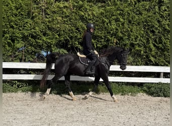 Gelderländer, Klacz, 16 lat, 156 cm, Kara