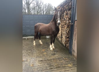 Gelderländer, Klacz, 19 lat, 163 cm, Ciemnokasztanowata