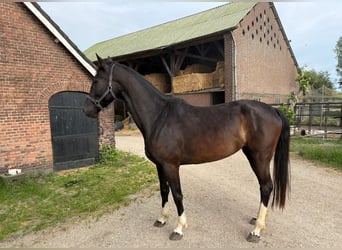 Gelderländer, Klacz, 4 lat, 163 cm, Kara
